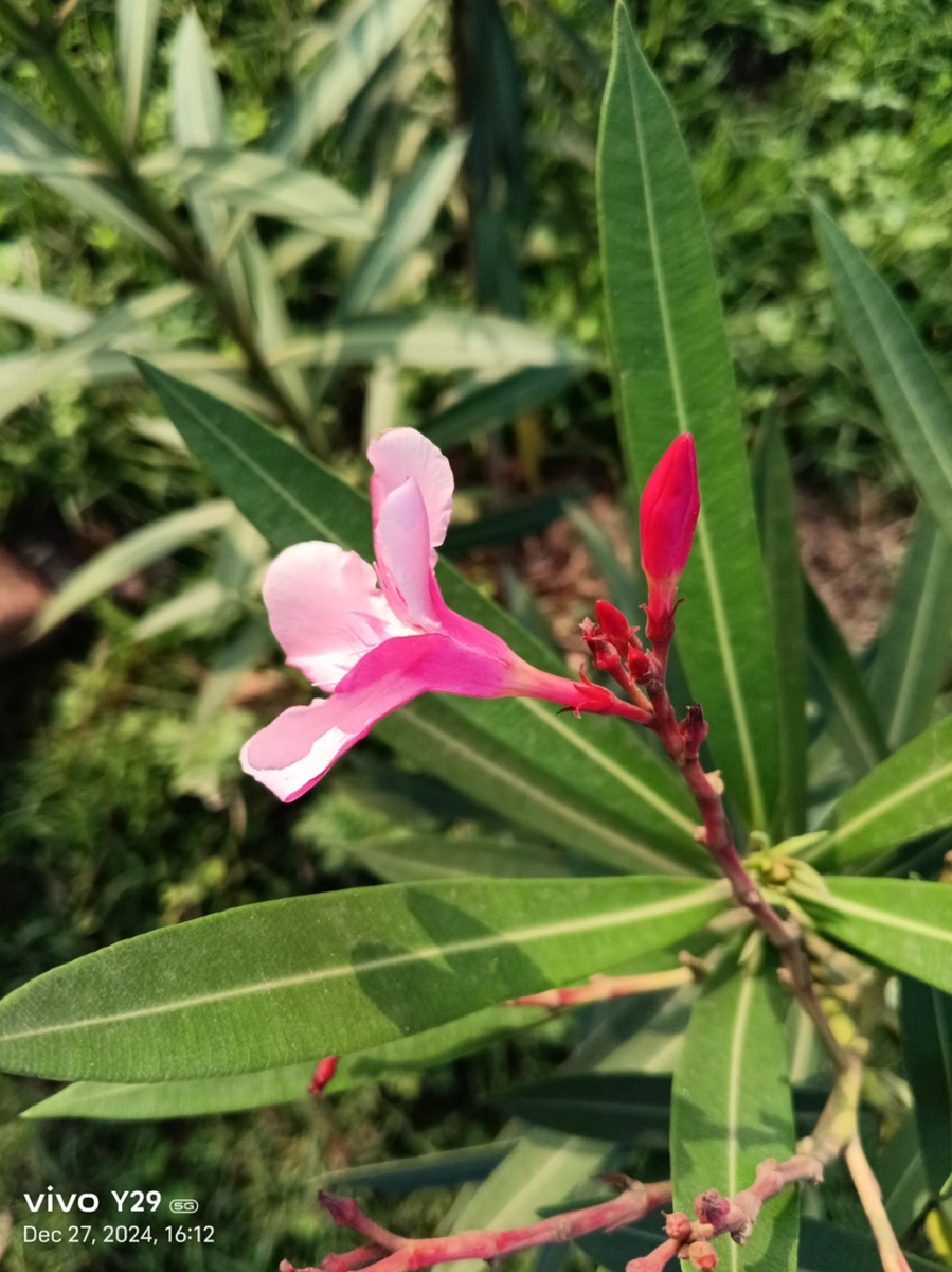 sampel foto vivo Y29 5G