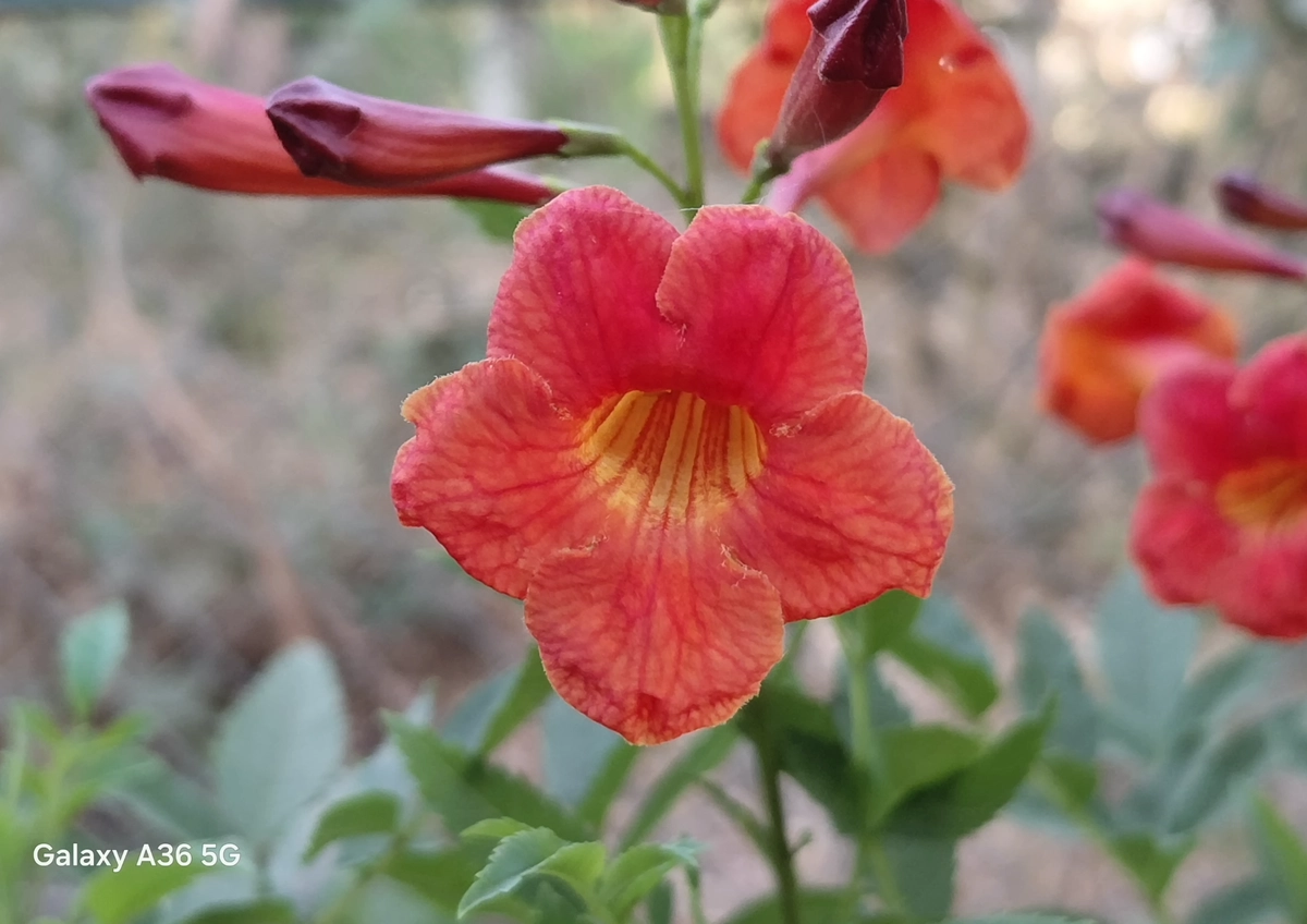 sampel foto Samsung Galaxy A36 5G