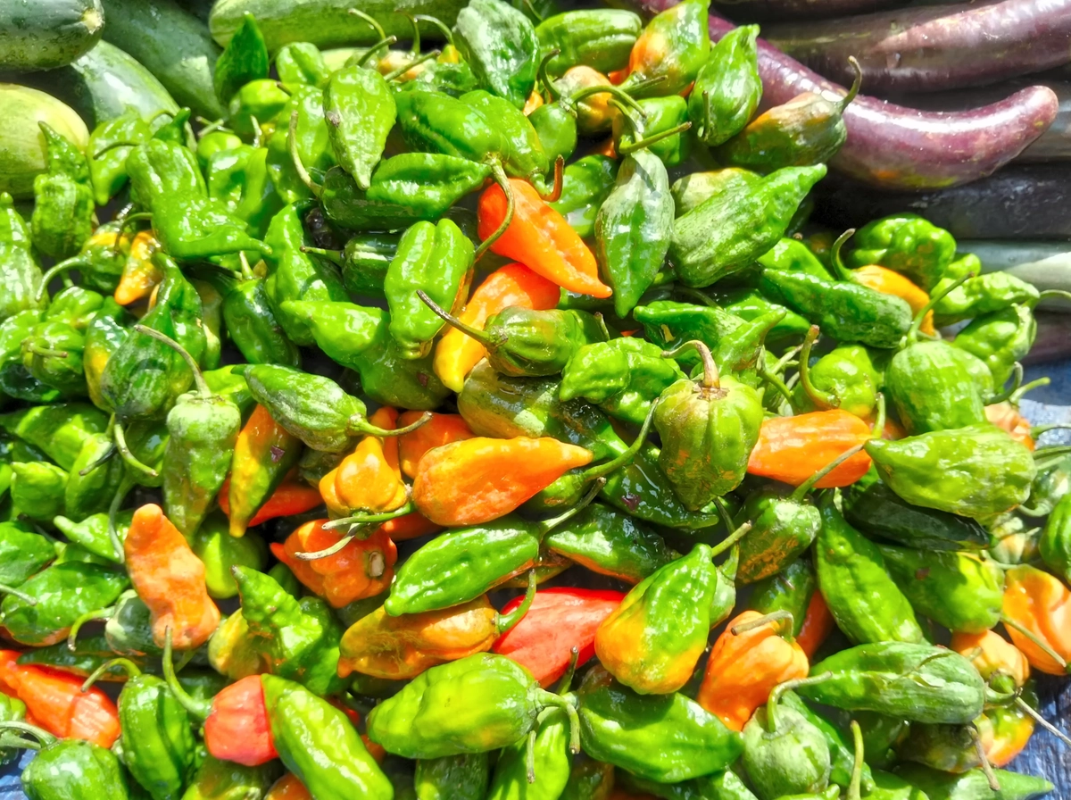 sampel foto OPPO A5 Pro