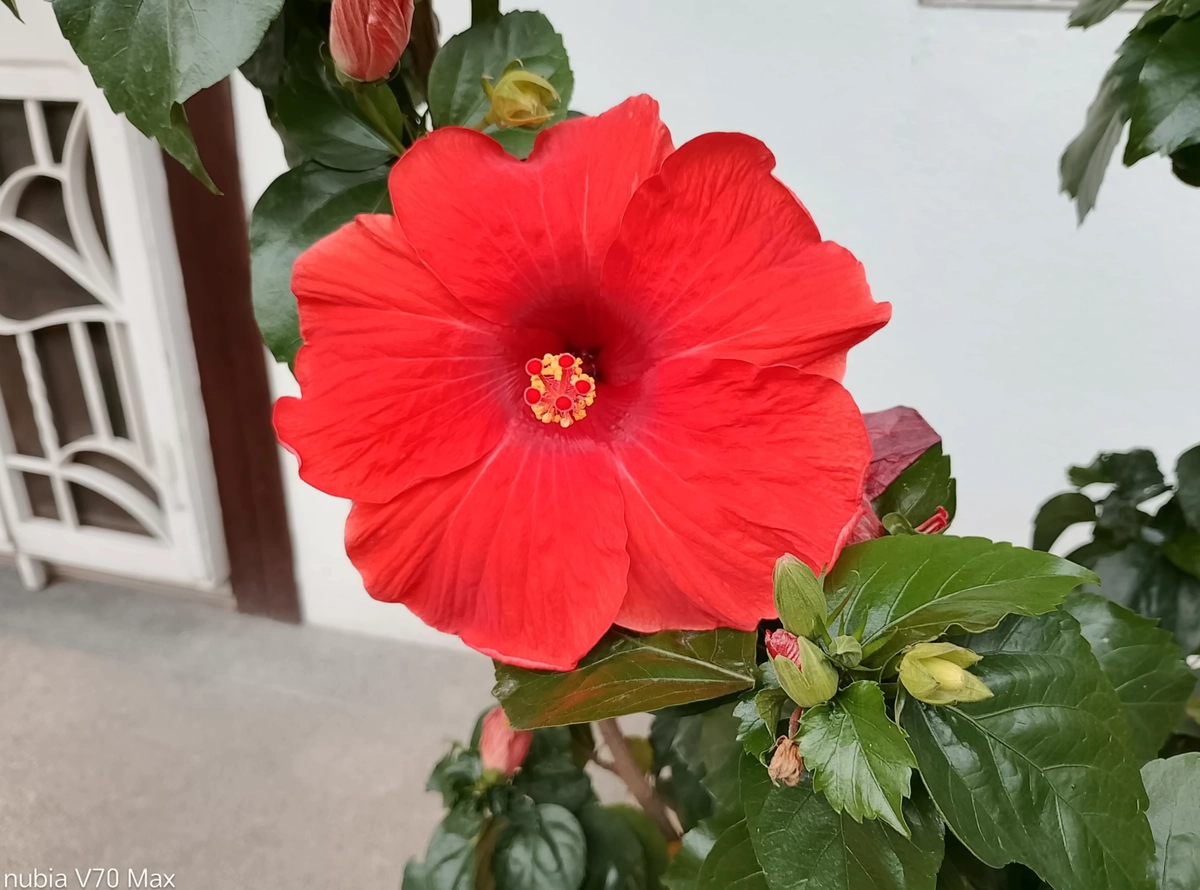 sampel foto nubia V70 Max
