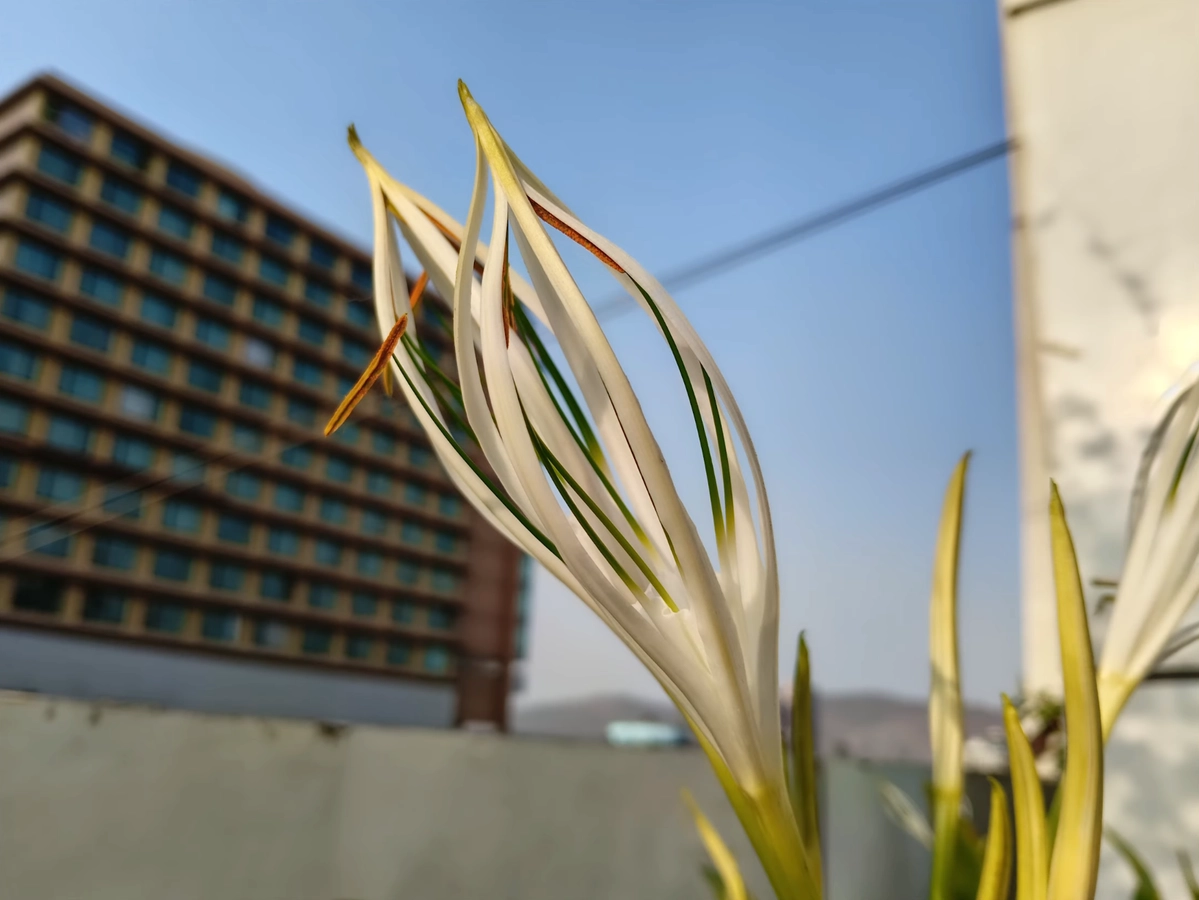 sampel foto realme 14T 5g
